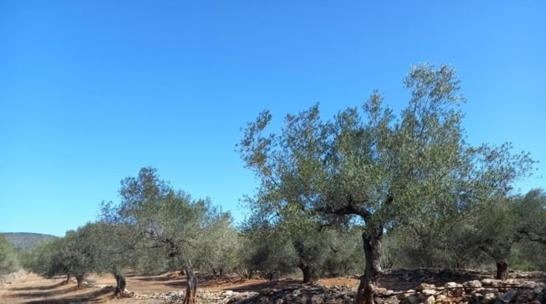 Tarragona - Rasquera - 2340m2