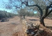 Terreny no urbanitzable en venda a la España, Rasquera, ref.: TR179506 foto