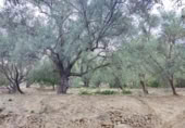 Non-developable land for sale on España, Acequias, ref: TR131452 photo