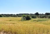 Chalet independiente con terreno en venta en la España, Cretas, ref: TR337426 foto