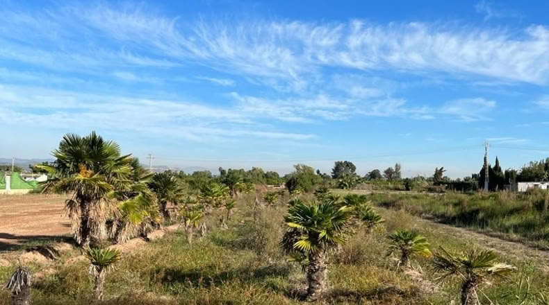 València - Puzol - 786m2