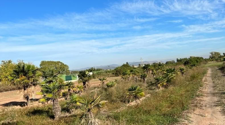 València - Puzol - 786m2