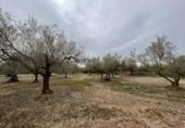 Detached villa with land for sale on España, Roquetes, ref: TR293914 photo
