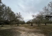Detached villa with land for sale on España, Roquetes, ref: TR293914 photo