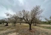 Detached villa with land for sale on España, Roquetes, ref: TR293914 photo