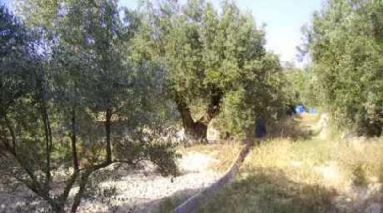Múrcia - Calasparra - 1208m2