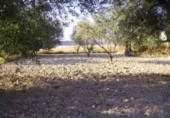 Terreny no urbanitzable en venda a la España, Calasparra, ref.: TR119418 foto
