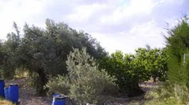 Múrcia - Calasparra - 1208m2