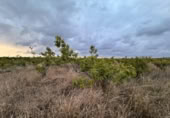 Non-developable land for sale on España, Alginet, ref: TR130246 photo