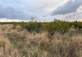Non-developable land for sale on España, Alginet, ref: TR130246 photo