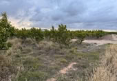Non-developable land for sale on España, Alginet, ref: TR130246 photo