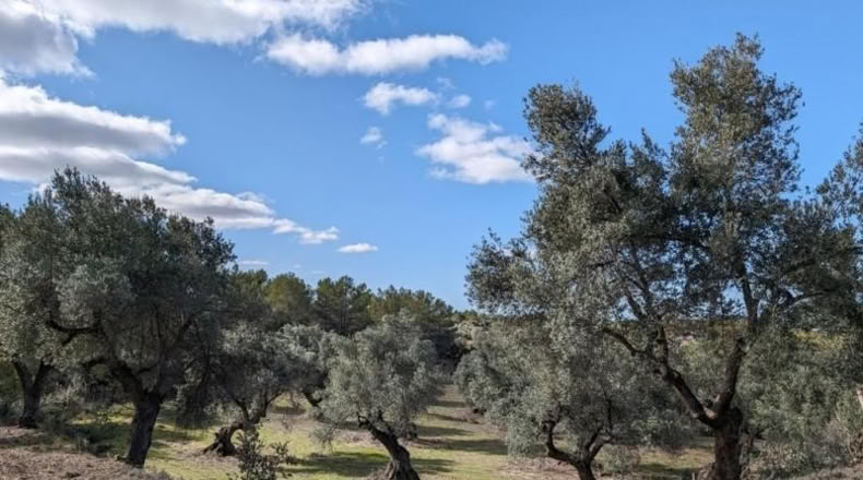 Teruel - Аренс де Льедо - 25781m2