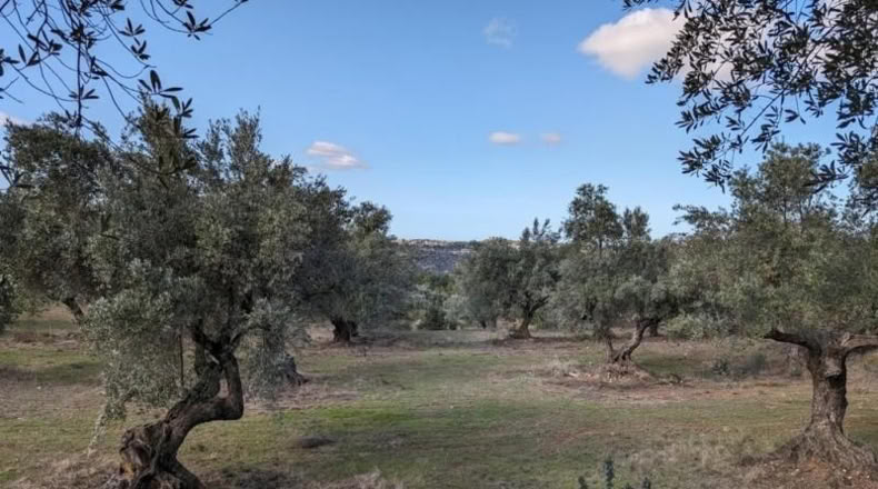 Teruel - Аренс де Льедо - 25781m2