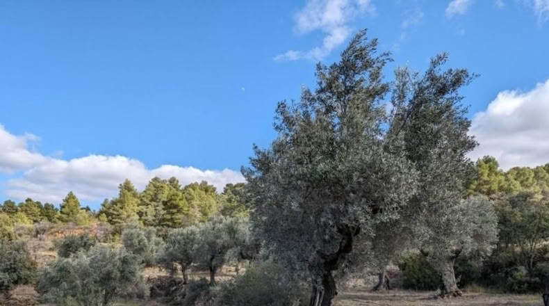 Teruel - Аренс де Льедо - 25781m2