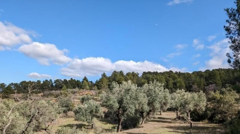 Teruel - Аренс де Льедо - 25781m2
