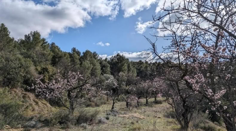 Teruel - Аренс де Льедо - 25781m2