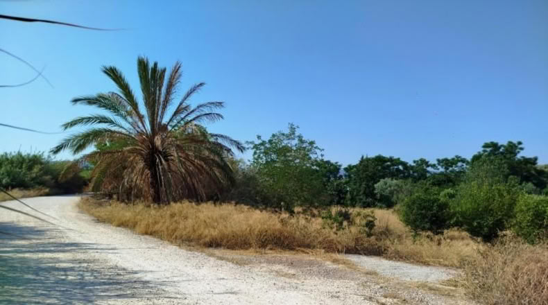 Murcia - Múrcia - 796m2