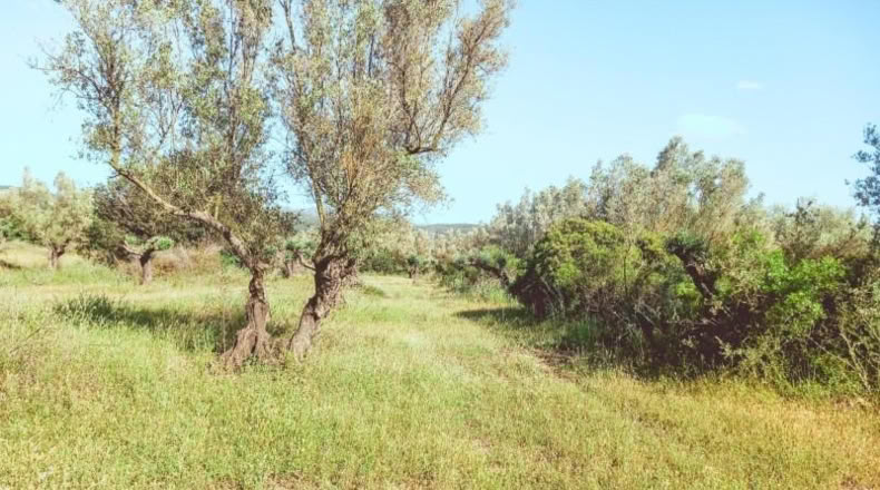 Tarragona - Ulldecona - 10609m2