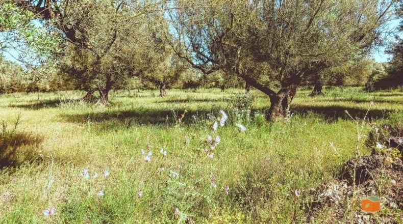 Tarragona - Ulldecona - 10609m2
