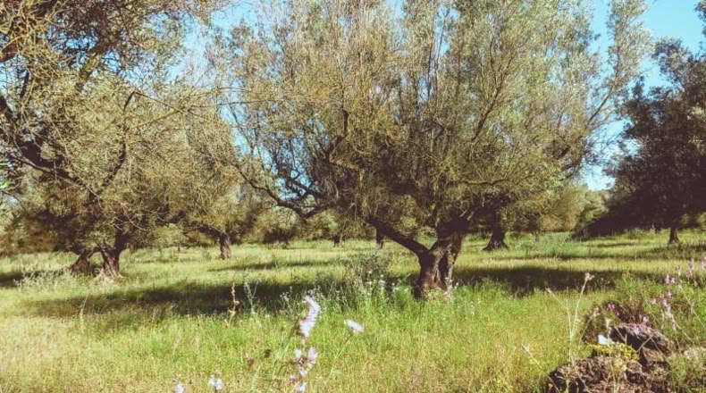 Tarragona - Ulldecona - 10609m2