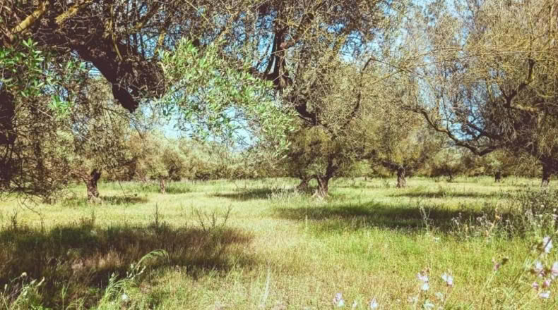 Tarragona - Ulldecona - 10609m2