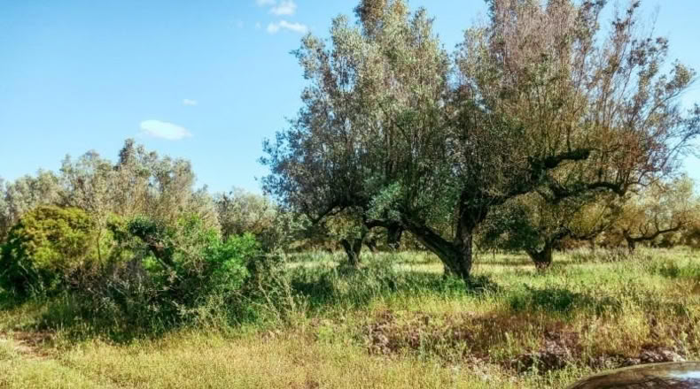 Tarragona - Ulldecona - 10609m2
