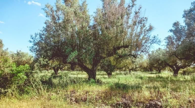 Tarragona - Ulldecona - 10609m2