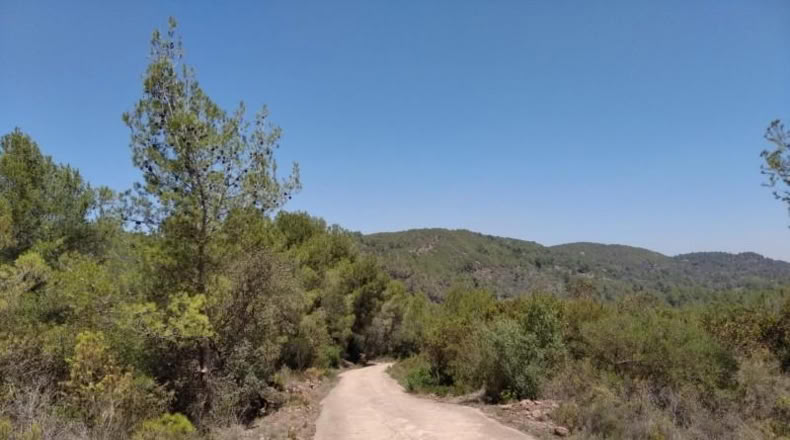 Castellón - Vilafamés - 12347m2