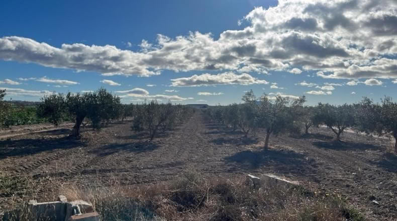 Murcia - Totana - 2236m2