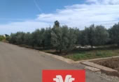 Parcela urbanizable en venta en la España, Moncada, ref: TR359459 foto