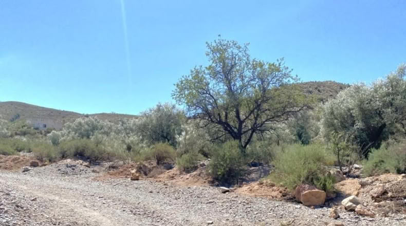 Almeria - Cantoria - 26498m2