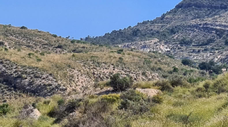 Alicante - Crevillente - 18000m2
