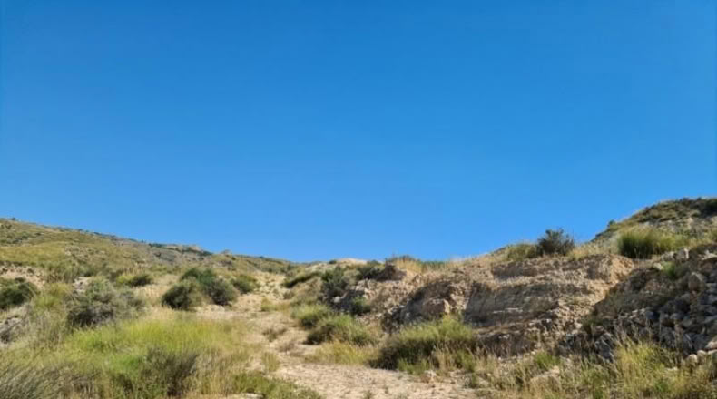 Alicante - Crevillente - 18000m2