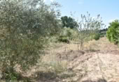 Xalet independent amb terreny en venda a la España, Massalió, ref.: TR304084 foto