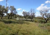 Terreno no urbanizable en venta en la España, Sierra de Fuentes, ref: TR115692 foto