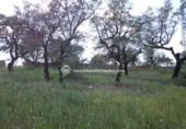 Terreno no urbanizable en venta en la España, Sierra de Fuentes, ref: TR115692 foto