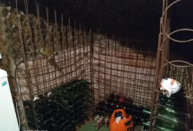 Foto 11