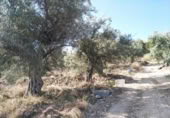 Terreny no urbanitzable en venda a la España, Calasparra, ref.: TR119449 foto