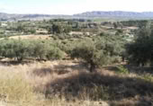 Terreny no urbanitzable en venda a la España, Calasparra, ref.: TR119449 foto