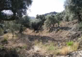 Terreny no urbanitzable en venda a la España, Calasparra, ref.: TR119449 foto