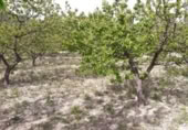 Non-developable land for sale on España, Moratalla, ref: TR143955 photo