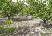 Non-developable land for sale on España, Moratalla, ref: TR143955 photo