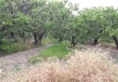 Non-developable land for sale on España, Moratalla, ref: TR143959 photo