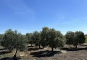 Terreny no urbanitzable en venda a la España, Las Cabezas de San Juan, ref.: TR121632 foto