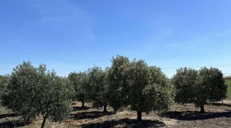 Seville - Las Cabezas de San Juan - 2500m2