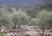 Terreny no urbanitzable en venda a la España, Vilafamés, ref.: TR121897 foto