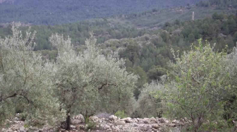 Castellón - Vilafamés - 6581m2