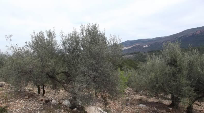 Castellón - Vilafamés - 6581m2