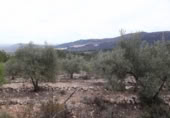 Terreny no urbanitzable en venda a la España, Vilafamés, ref.: TR121897 foto