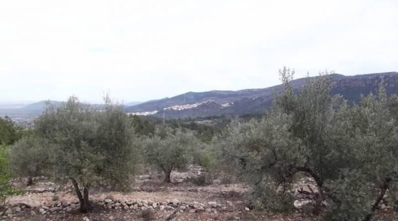 Castellón - Vilafamés - 6581m2